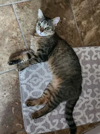 Tabitha