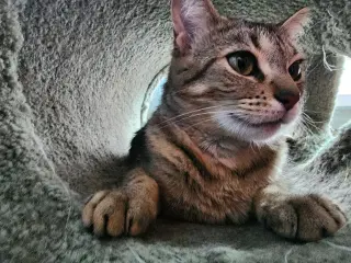 Tabitha