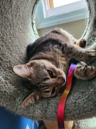Tabitha