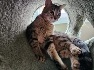 Tabitha