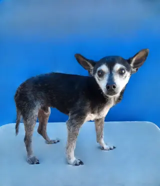 CHICO