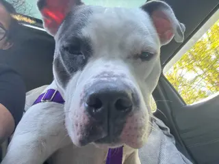 Corbin