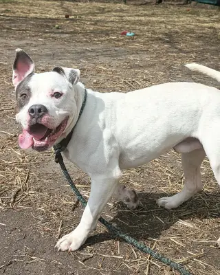 Corbin