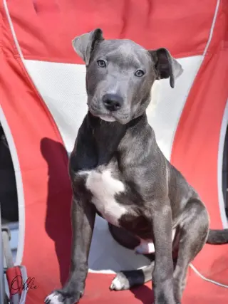 Ollie