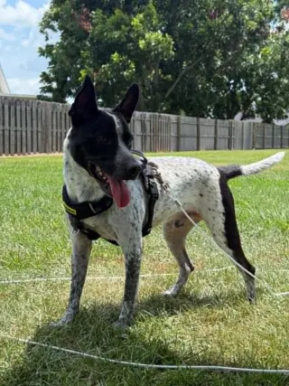 Jax
