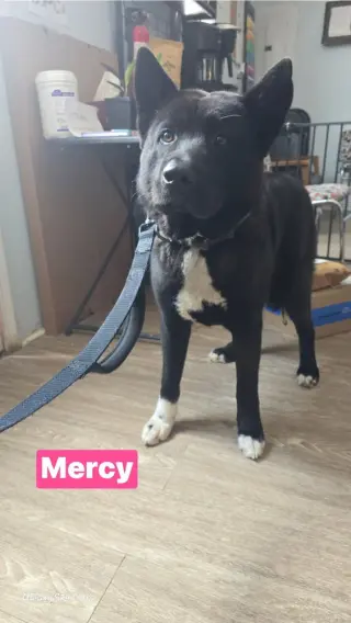Mercy