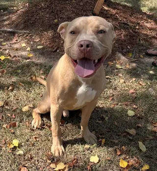 Ares
