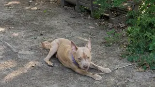 Ares