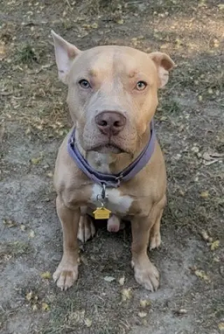 Ares