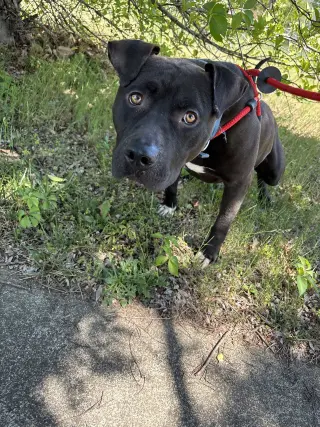 Bubba