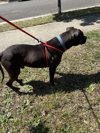 Bubba