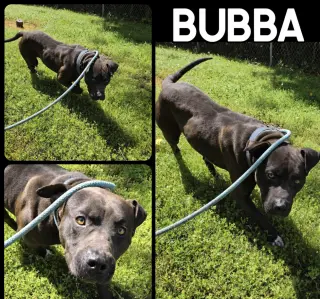 Bubba