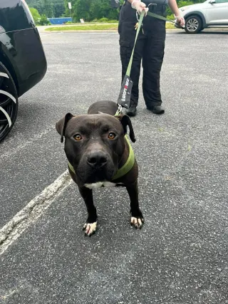 Bubba