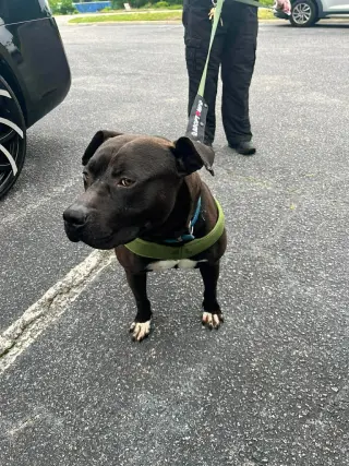 Bubba