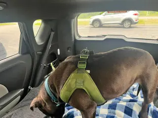 Bubba