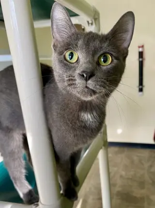 Ember