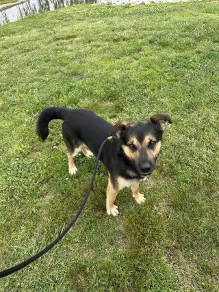 Zane