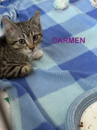 Carmen