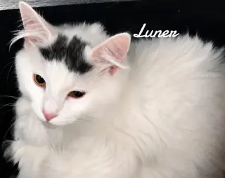 Luner