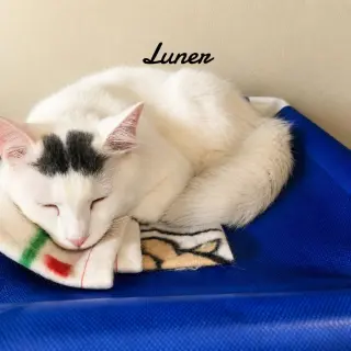 Luner