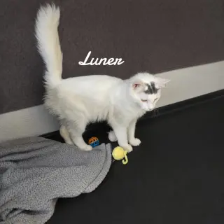 Luner