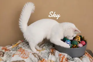 Sky
