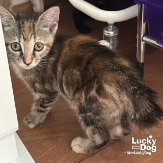 My Rarity