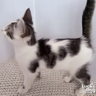 Nigel