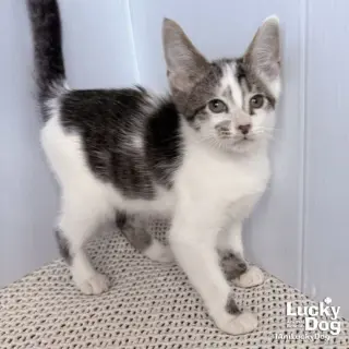 Nigel