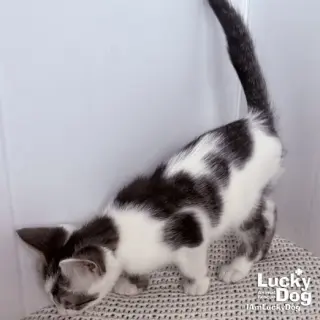 Nigel