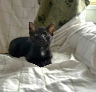 Aggie (and Topaz)
