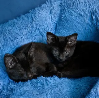 Aggie (and Topaz)