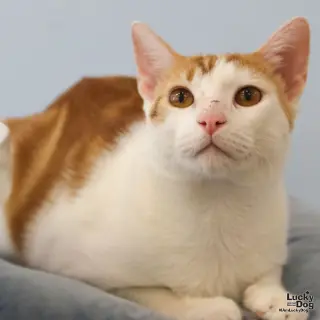 Tom