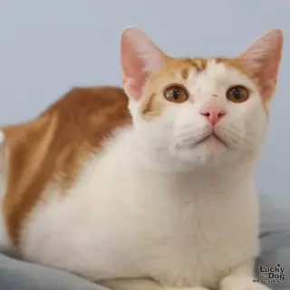 Tom