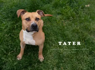 Tater