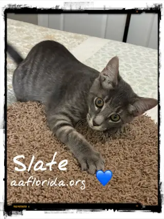 Slate