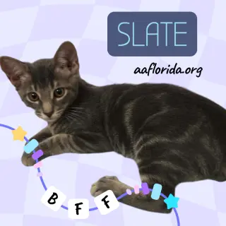 Slate