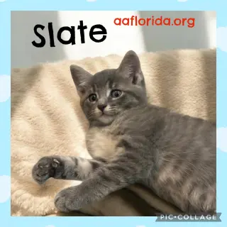 Slate
