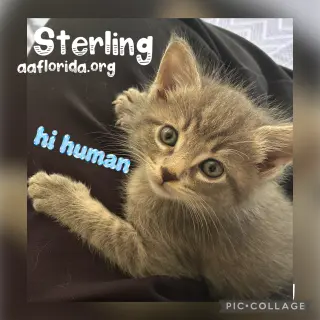 Sterling