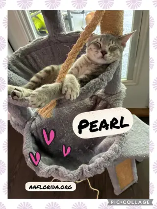Pearl