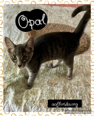 Opal