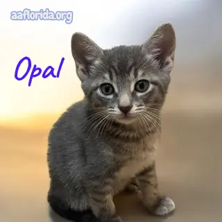 Opal
