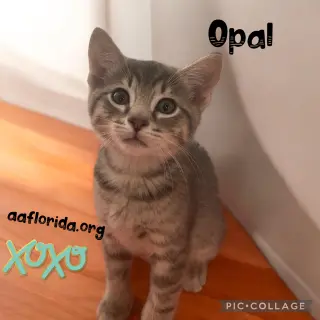 Opal