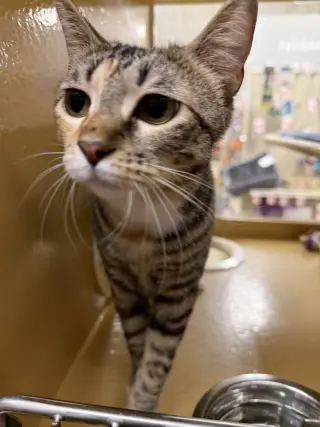 Penny