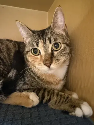 Penny