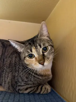Penny
