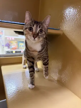 Penny