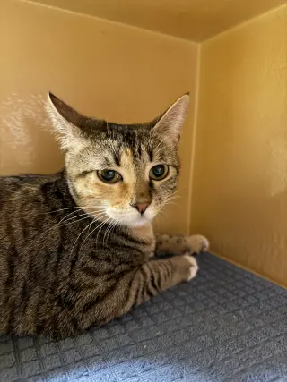 Penny