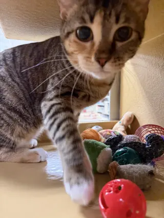 Penny