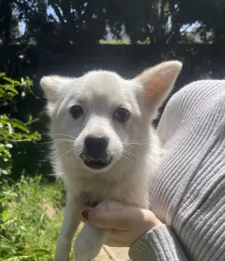 Daisy